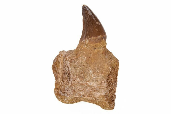 Fossil Mosasaur Jaw Section with Tooth - Morocco #217448